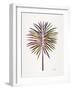 Vintage Fan Palm-Cat Coquillette-Framed Art Print