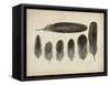 Vintage Feathers VI-null-Framed Stretched Canvas