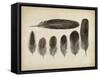 Vintage Feathers VI-null-Framed Stretched Canvas