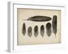 Vintage Feathers VI-null-Framed Art Print