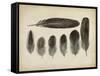 Vintage Feathers VI-null-Framed Stretched Canvas