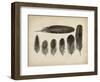 Vintage Feathers VI-null-Framed Art Print