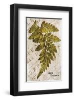 Vintage Fern: Genus Dryopteris, Wood Fern-Christine Zalewski-Framed Premium Giclee Print