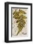 Vintage Fern: Genus Dryopteris, Wood Fern-Christine Zalewski-Framed Premium Giclee Print