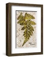 Vintage Fern: Genus Dryopteris, Wood Fern-Christine Zalewski-Framed Premium Giclee Print