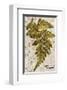 Vintage Fern: Genus Dryopteris, Wood Fern-Christine Zalewski-Framed Premium Giclee Print