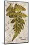 Vintage Fern: Genus Dryopteris, Wood Fern-Christine Zalewski-Mounted Premium Giclee Print