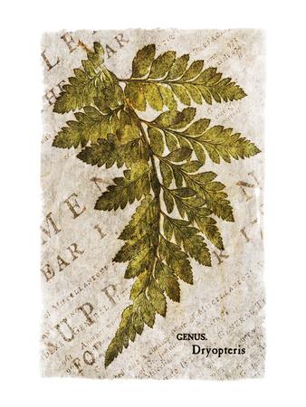 https://imgc.allpostersimages.com/img/posters/vintage-fern-genus-dryopteris-wood-fern_u-L-F74J3G0.jpg?artPerspective=n