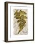 Vintage Fern: Genus Dryopteris, Wood Fern-Christine Zalewski-Framed Art Print