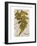 Vintage Fern: Genus Dryopteris, Wood Fern-Christine Zalewski-Framed Art Print