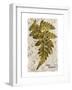 Vintage Fern: Genus Dryopteris, Wood Fern-Christine Zalewski-Framed Art Print