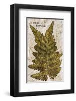 Vintage Fern: Species Ludoviciana, Southern Wood Fern-Christine Zalewski-Framed Premium Giclee Print