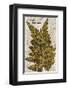 Vintage Fern: Species Ludoviciana, Southern Wood Fern-Christine Zalewski-Framed Premium Giclee Print