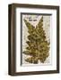 Vintage Fern: Species Ludoviciana, Southern Wood Fern-Christine Zalewski-Framed Premium Giclee Print