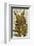 Vintage Fern: Species Ludoviciana, Southern Wood Fern-Christine Zalewski-Framed Premium Giclee Print