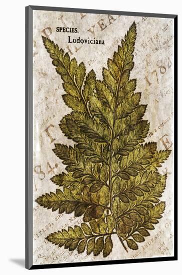 Vintage Fern: Species Ludoviciana, Southern Wood Fern-Christine Zalewski-Mounted Premium Giclee Print