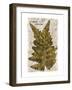 Vintage Fern: Species Ludoviciana, Southern Wood Fern-Christine Zalewski-Framed Art Print