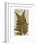 Vintage Fern: Species Ludoviciana, Southern Wood Fern-Christine Zalewski-Framed Art Print