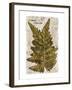 Vintage Fern: Species Ludoviciana, Southern Wood Fern-Christine Zalewski-Framed Art Print