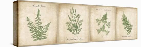 Vintage Ferns - 4 Image Panel-Wild Apple Portfolio-Stretched Canvas