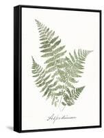 Vintage Ferns IX no Border White-Wild Apple Portfolio-Framed Stretched Canvas