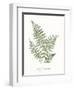 Vintage Ferns IX no Border White-Wild Apple Portfolio-Framed Art Print