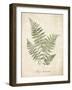 Vintage Ferns IX-Hugo Wild-Framed Art Print