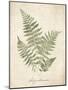 Vintage Ferns IX-Hugo Wild-Mounted Art Print