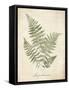 Vintage Ferns IX-Hugo Wild-Framed Stretched Canvas