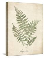 Vintage Ferns IX-Hugo Wild-Stretched Canvas