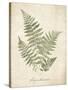 Vintage Ferns IX-Hugo Wild-Stretched Canvas