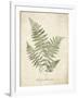 Vintage Ferns IX-Hugo Wild-Framed Art Print