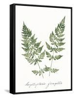 Vintage Ferns VII no Border White-Wild Apple Portfolio-Framed Stretched Canvas