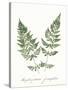 Vintage Ferns VII no Border White-Wild Apple Portfolio-Stretched Canvas
