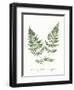 Vintage Ferns VII no Border White-Wild Apple Portfolio-Framed Art Print