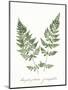 Vintage Ferns VII no Border White-Wild Apple Portfolio-Mounted Art Print