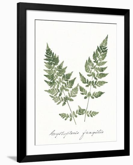 Vintage Ferns VII no Border White-Wild Apple Portfolio-Framed Art Print