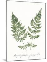 Vintage Ferns VII no Border White-Wild Apple Portfolio-Mounted Art Print