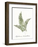 Vintage Ferns X no Border White-Wild Apple Portfolio-Framed Art Print