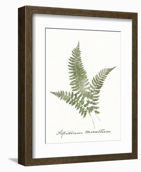 Vintage Ferns X no Border White-Wild Apple Portfolio-Framed Art Print