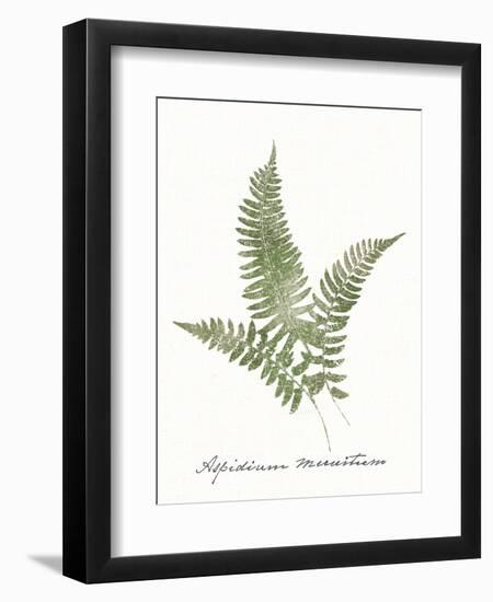 Vintage Ferns X no Border White-Wild Apple Portfolio-Framed Art Print