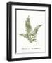Vintage Ferns X no Border White-Wild Apple Portfolio-Framed Art Print