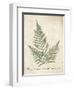 Vintage Ferns XI no Border-Wild Apple Portfolio-Framed Art Print