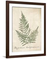 Vintage Ferns XI no Border-Wild Apple Portfolio-Framed Art Print