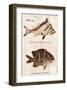 Vintage Fish: Cheilodactylus Vittatus, Morwong and Glyphisodon Sindonis, Damselfish-Christine Zalewski-Framed Art Print