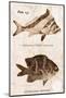 Vintage Fish: Cheilodactylus Vittatus, Morwong and Glyphisodon Sindonis, Damselfish-Christine Zalewski-Mounted Art Print