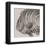 Vintage Fish II-Sparx Studio-Framed Art Print