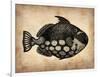 Vintage Fish-NaxArt-Framed Premium Giclee Print