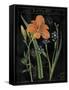 Vintage Flora II-Sue Schlabach-Framed Stretched Canvas