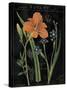 Vintage Flora II-Sue Schlabach-Stretched Canvas